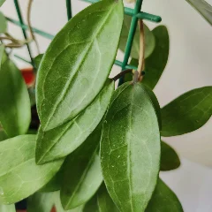 Honey Plant