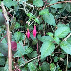 Honeysuckle Fuchsia