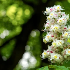Horse Chestnut