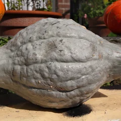 Hubbard Squash