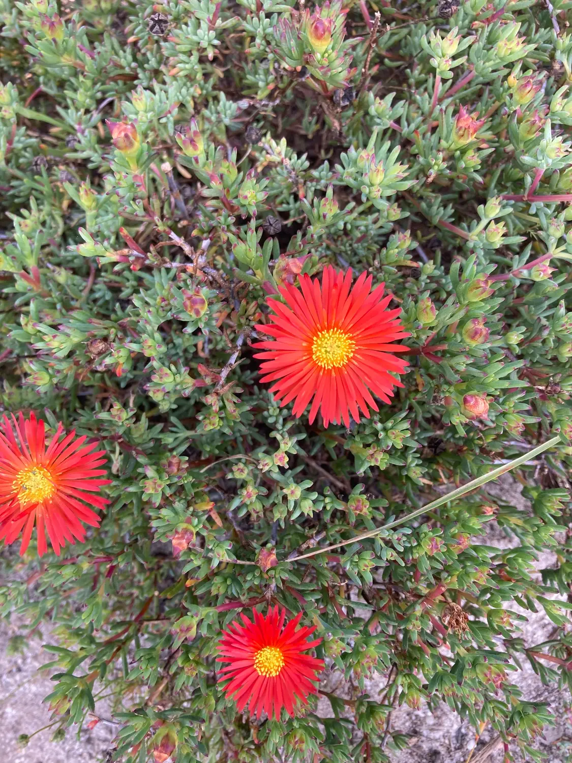 송엽국(Lampranthus piquet)