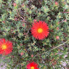 Ice Plant