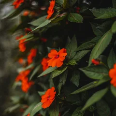 Impatiens