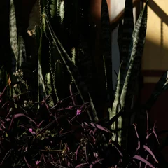 Inch Plant