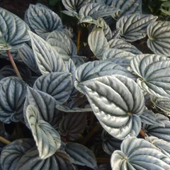 Ivy Peperomia
