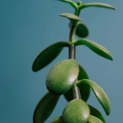 Jade Plant