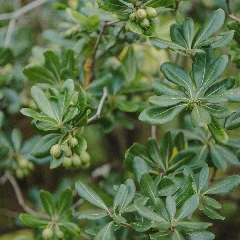 Japanese Pittosporum