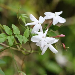 Jasmine