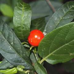 Jerusalem Cherry