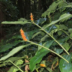 Kahali Ginger