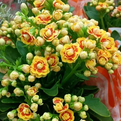 Kalanchoe