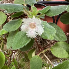 Lace Flower Vine