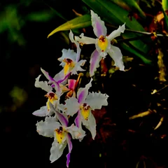 Lace Orchid