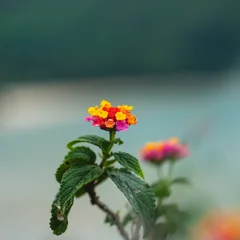 란타나