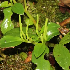 Leather Peperomia