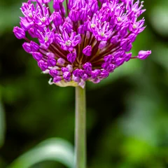 Leek