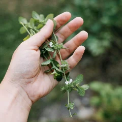 Lemon Balm