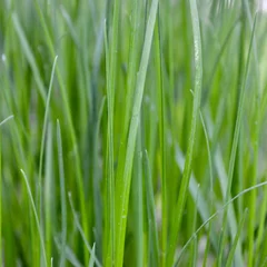 Lemon Grass