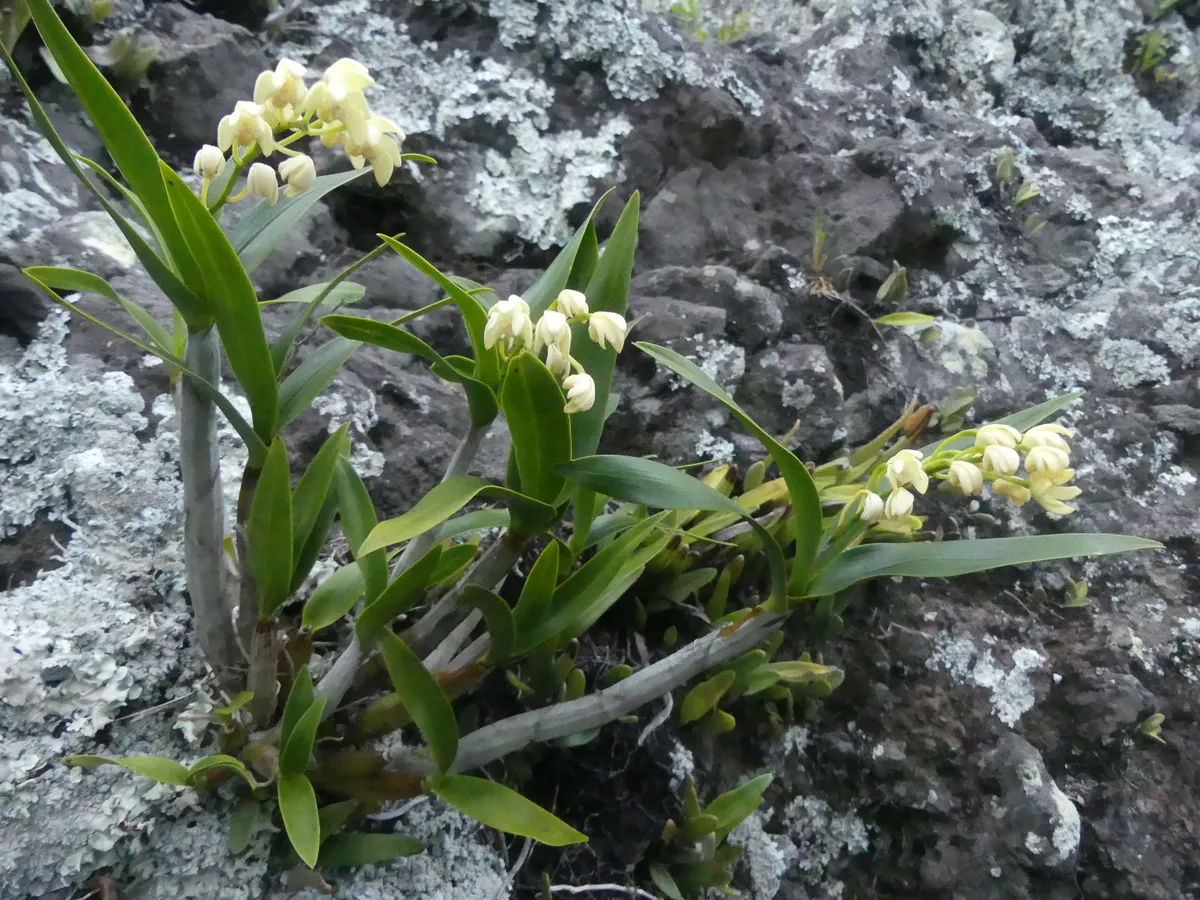 레오파드 덴드로비움(Dendrobium gracilicaule) — 바위에 붙어 작은 크림빛 종 모양 꽃이 무리지어 핀 모습
