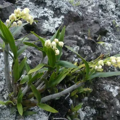 Leopard Orchid