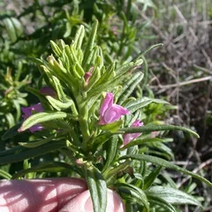 Lesser Snapdragon