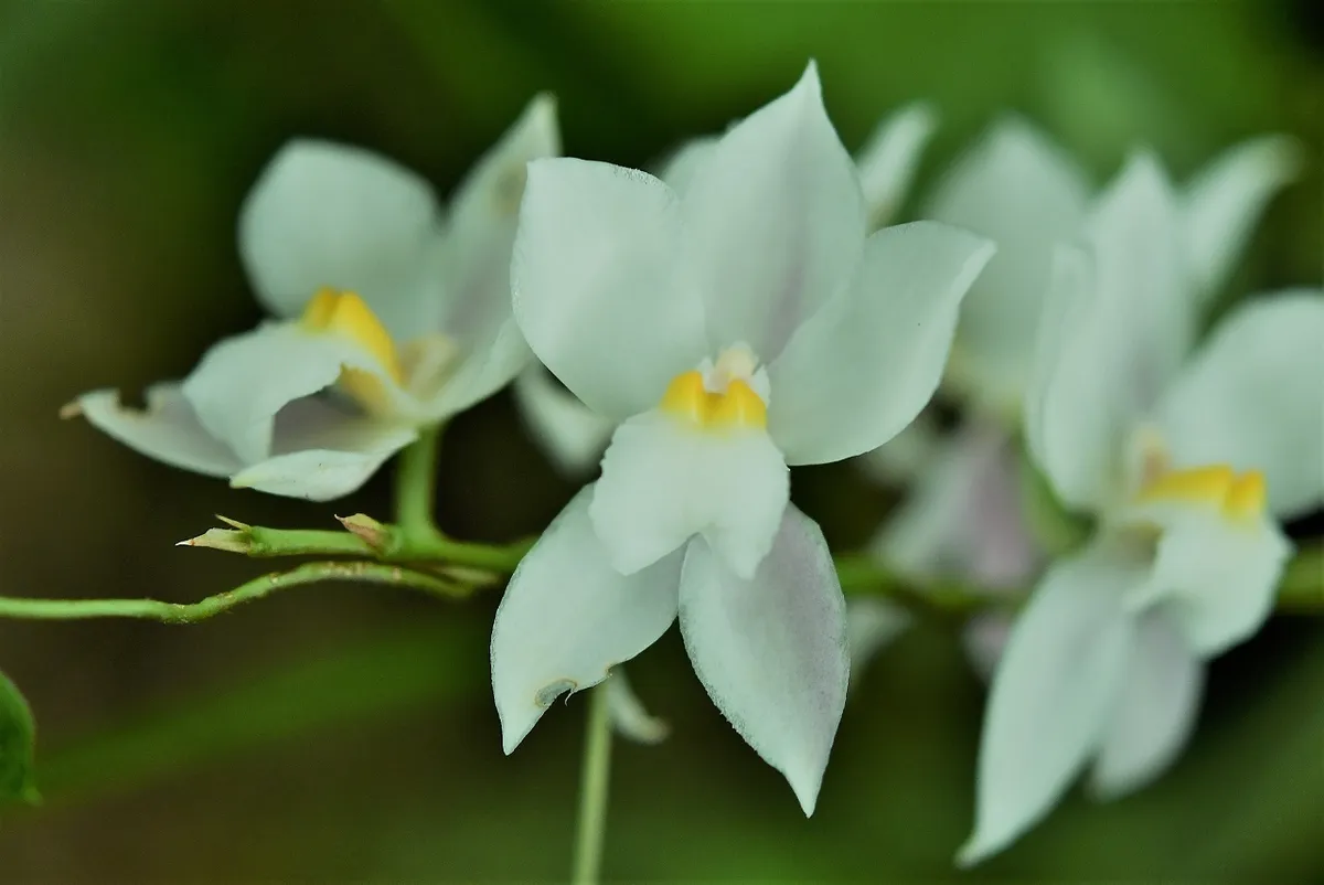 은방울꽃 난초(Osmoglossum pulchellum)