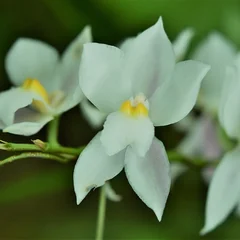 Lily of the Valley Orchid