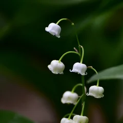 은방울꽃