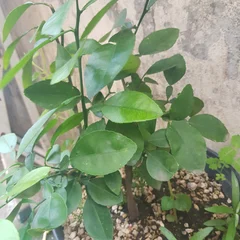 라임