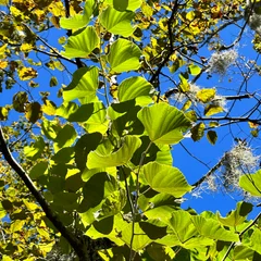 Linden