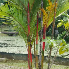 Lipstick Palm