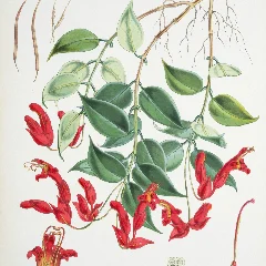 Lipstick Plant