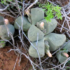 Living Rock Cactus
