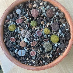 Living Stones