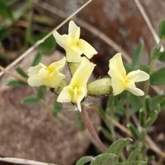 Loco Weed (Oxytropis spp.)