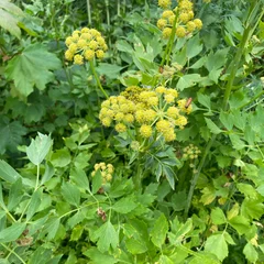Lovage