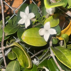 Madagascar Jasmine