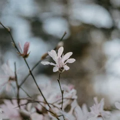 Magnolia Bush