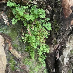 Maidenhair Fern