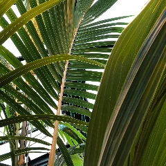Majesty Palm