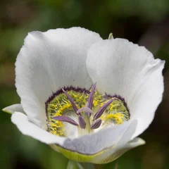 Mariposa Lily