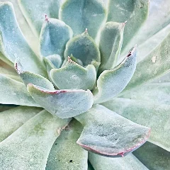 Maroon Chenille Plant