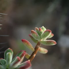 Mexican Firecracker