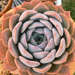 Mexican Rosettes
