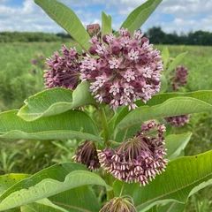 Milkweed