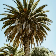 Miniature Date Palm