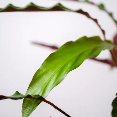 Miniature Maranta