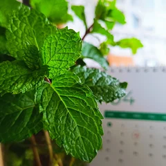 Mint