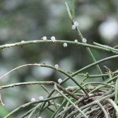 Mistletoe Cactus