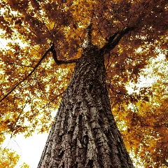 Mockernut Hickory